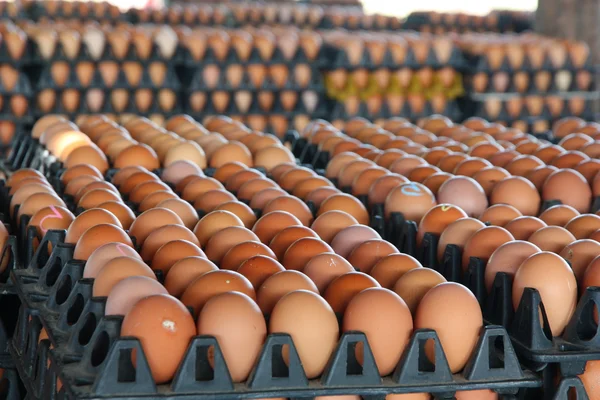 Jaja świeże z gospodarstwa — Zdjęcie stockowe