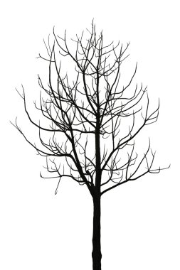 Beyaz arkaplanda izole edilmiş ölü ağaç