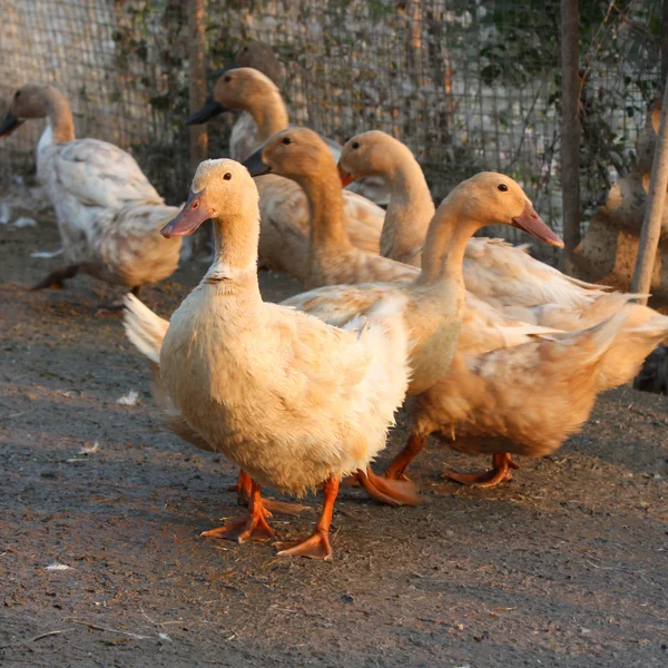 Kahverengi ördek — Stok fotoğraf