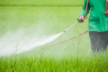 pirinç alan tarım ilacı püskürtme çiftçi