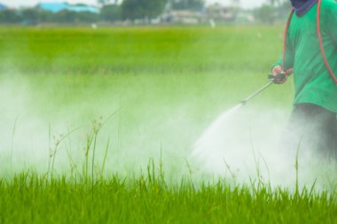 pirinç alan tarım ilacı püskürtme çiftçi