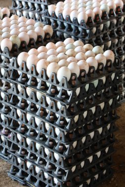 ördek yumurta siyah paket 