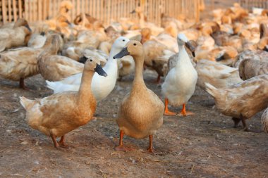 gruptaki kahverengi ördekler 