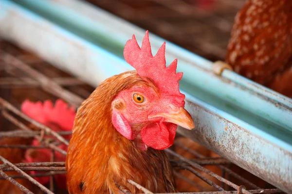 Eieren kippenboerderij — Stockfoto