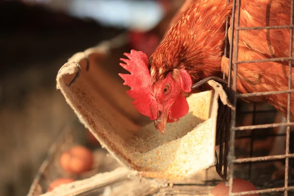 Allevamento di uova di pollo — Foto Stock