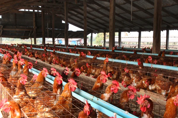 Eieren kippenboerderij — Stockfoto