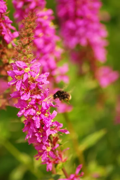 Bumblebee — Stock Photo, Image