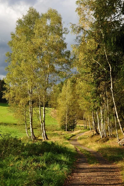 Birches — Stock fotografie