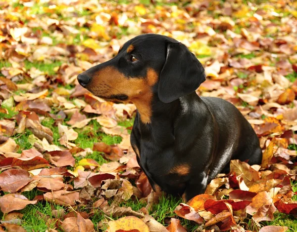 Dachshund. — Fotografia de Stock