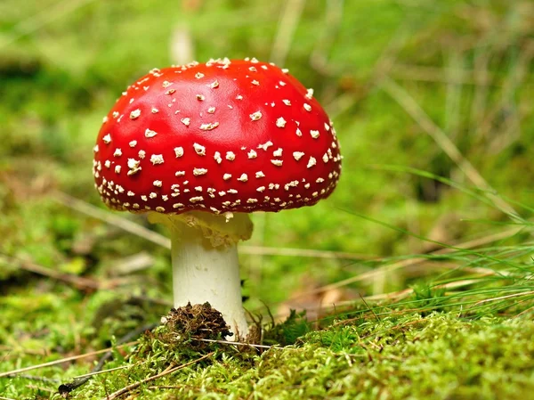 Amanita muscaria — Stockfoto