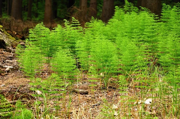 Paardestaart — Stockfoto