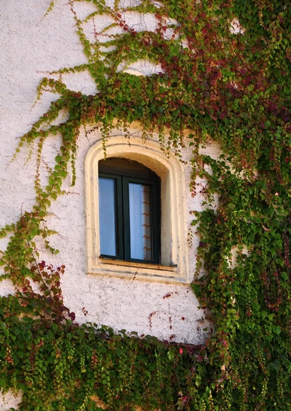 Ivy clad house — Stock Photo, Image