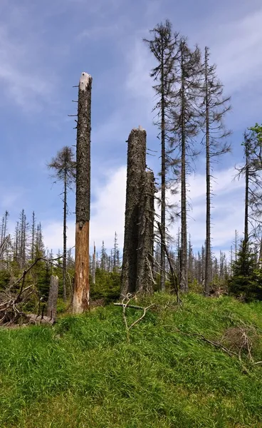 수 피 딱정벌레에 의해 파괴 하는 숲 — 스톡 사진