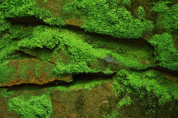 Mossy stones — Stock Photo, Image