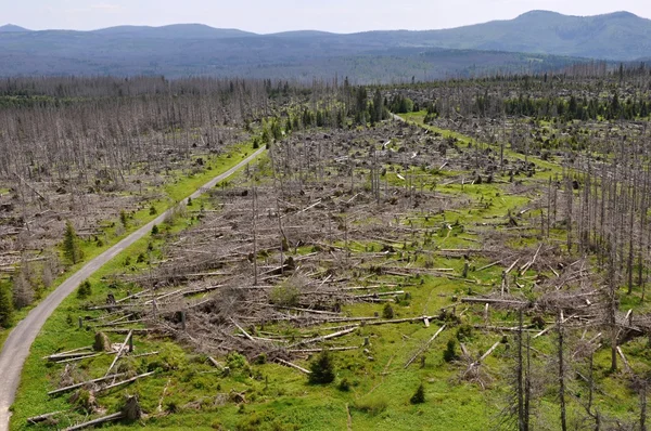 Bosque destruido por escarabajo de corteza y huracán — Foto de Stock
