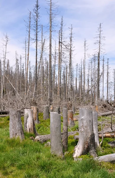 Δάσος καταστράφηκε από κανθάρων φλοιών — Φωτογραφία Αρχείου