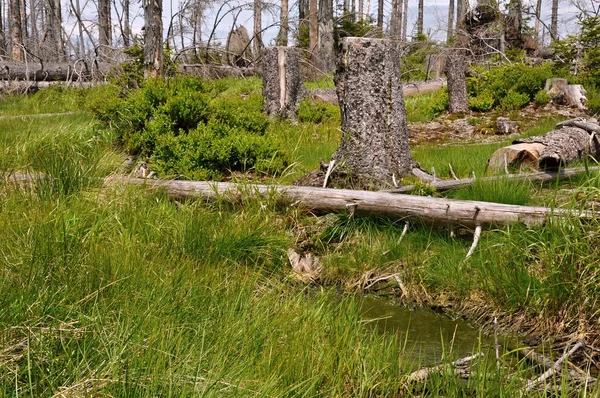Floresta destruída pelo besouro da casca — Fotografia de Stock