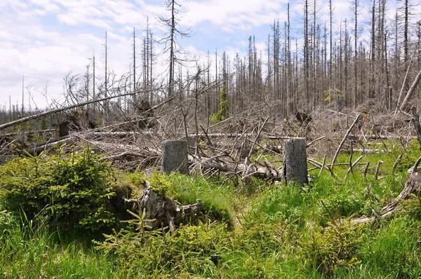 Foresta distrutta da scarabeo corteccia — Foto Stock