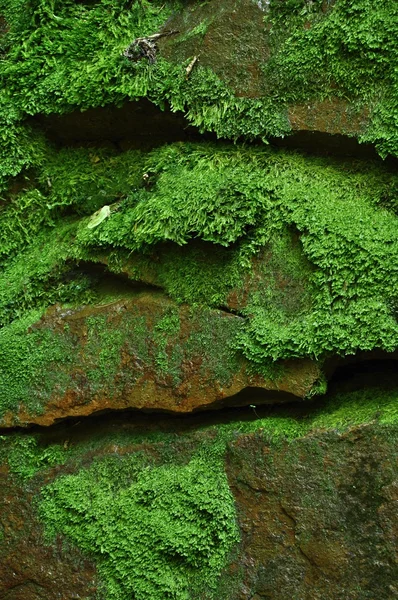 Mossy stones — Stock Photo, Image