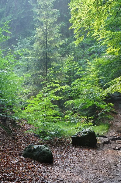 Floresta verde após a chuva — Fotografia de Stock