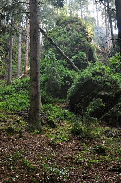 Πράσινο δάσος μετά από βροχή — Φωτογραφία Αρχείου