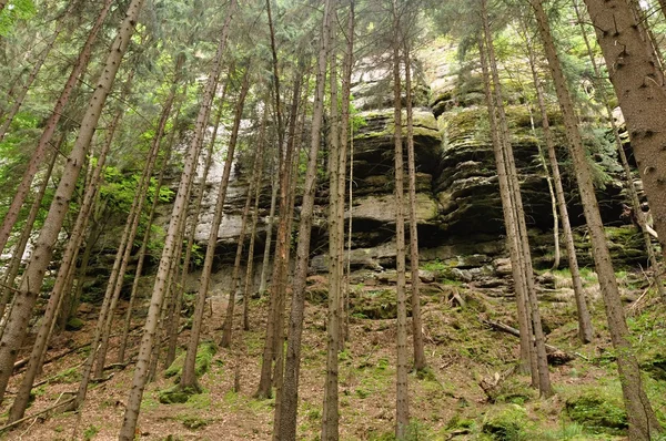 Δάση και βράχια — Φωτογραφία Αρχείου