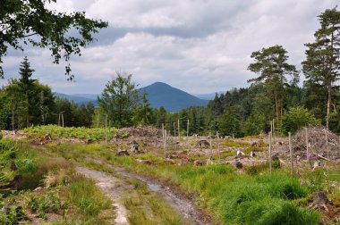 Çek Hill'de İsviçre