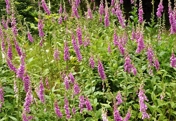 Foxglove with green background — Stock Photo, Image