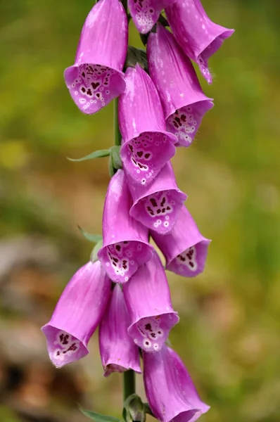 Foxglove with green background — Stock Photo, Image