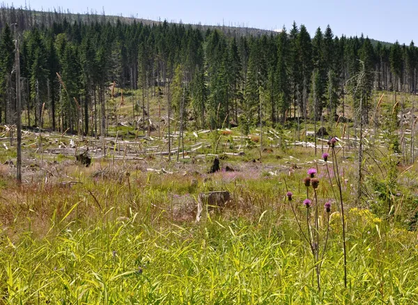 Bosque destruido por escarabajo de corteza — Foto de Stock