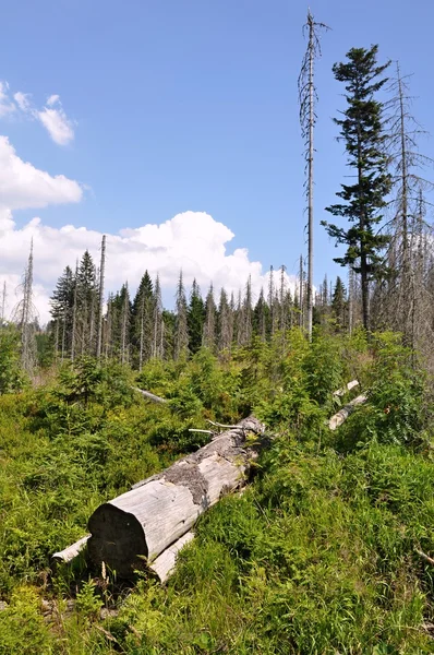 Floresta destruída pelo besouro da casca — Fotografia de Stock