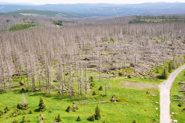 Forest destroyed by bark beetle — Stock Photo, Image