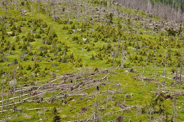 Floresta destruída por escaravelho e furacão — Fotografia de Stock