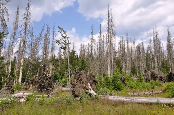 Wald durch Borkenkäfer zerstört Stockbild
