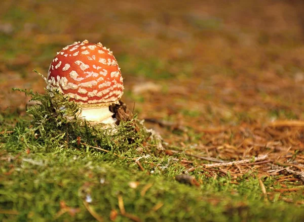 Amanita muscaria — Fotografia de Stock