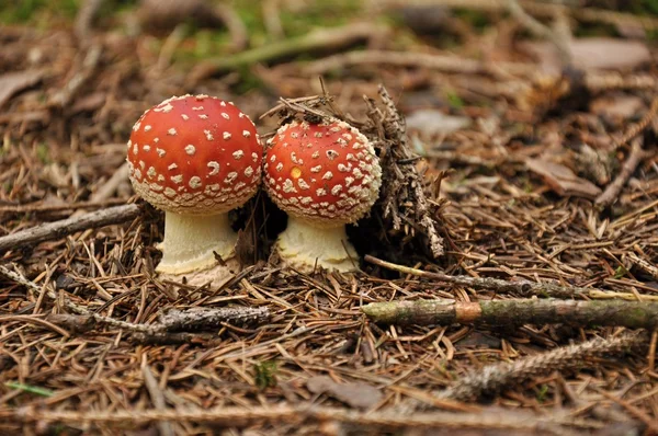 Muchomůrka červená — Stock fotografie