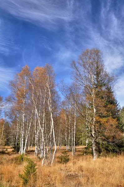 Autumn birches — Stock Photo, Image