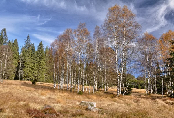 Autumn birches — Stock Photo, Image
