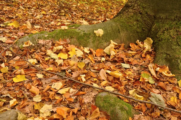 Alter Baumstumpf und Blätter — Stockfoto