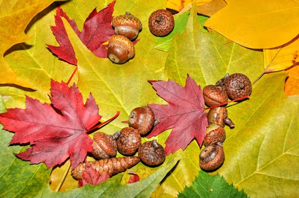 Fondo de otoño —  Fotos de Stock