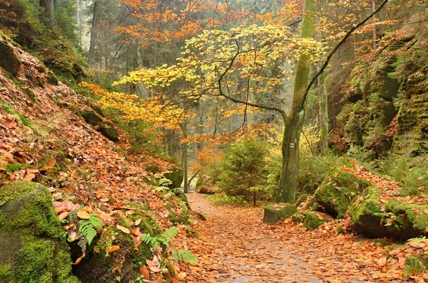 Autumn forest — Stock Photo, Image