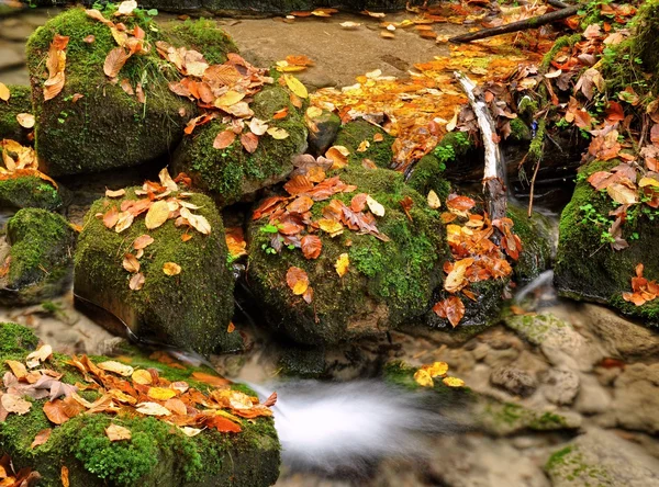 Herbstbach — Stockfoto