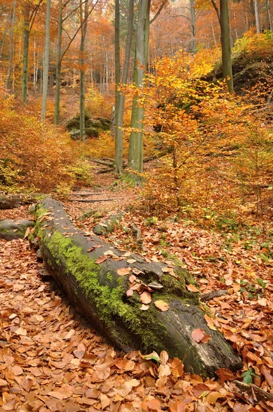 Φθινοπωρινό δάσος — Φωτογραφία Αρχείου