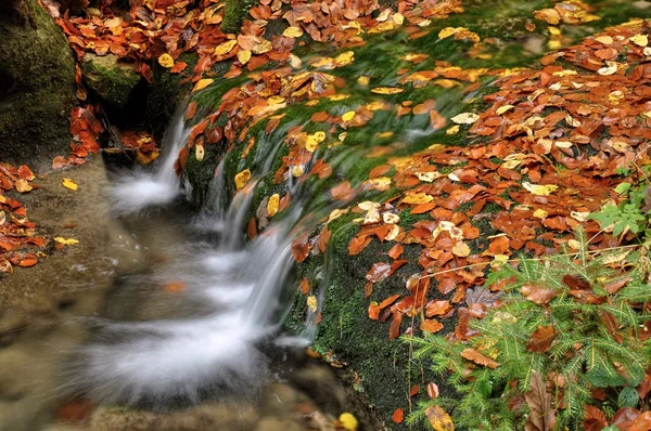 Herbstbach — Stockfoto