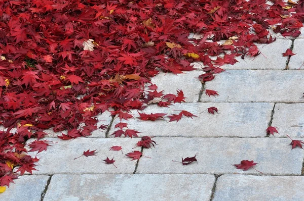Röda blad på trottoaren — Stockfoto