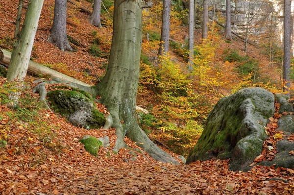 Foresta autunnale — Foto Stock