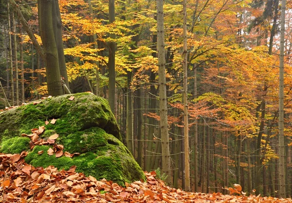 Floresta de outono — Fotografia de Stock