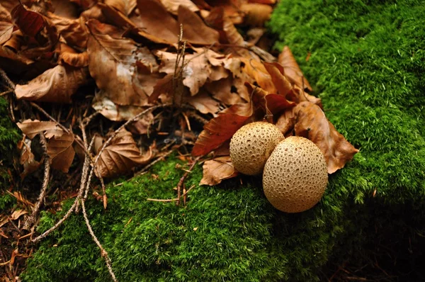 Polypore met een groene mos — Stockfoto