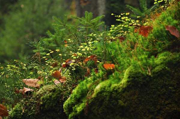 Detail moss — Stock Photo, Image