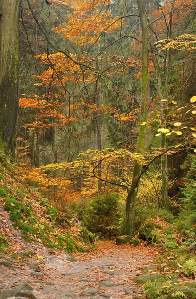 Herfstbos — Stockfoto